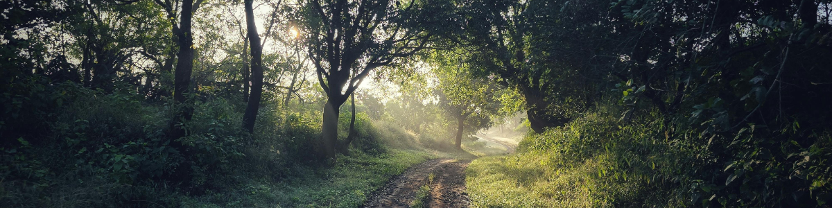 Dirk Schulte – Von Blockade zur Klarheit Ein leicht verschlungener Waldweg, der zu einer hellen Lichtung führt. Die Perspektive zeigt die Bewegung von dunkleren Bäumen im Vordergrund hin zum Licht – symbolisiert den Weg aus der Blockade zur Klarheit.